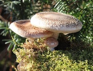 "Wald und Pilze - ein magisches Netzwerk" präsentiert von www.schabel-kultur-blog.de