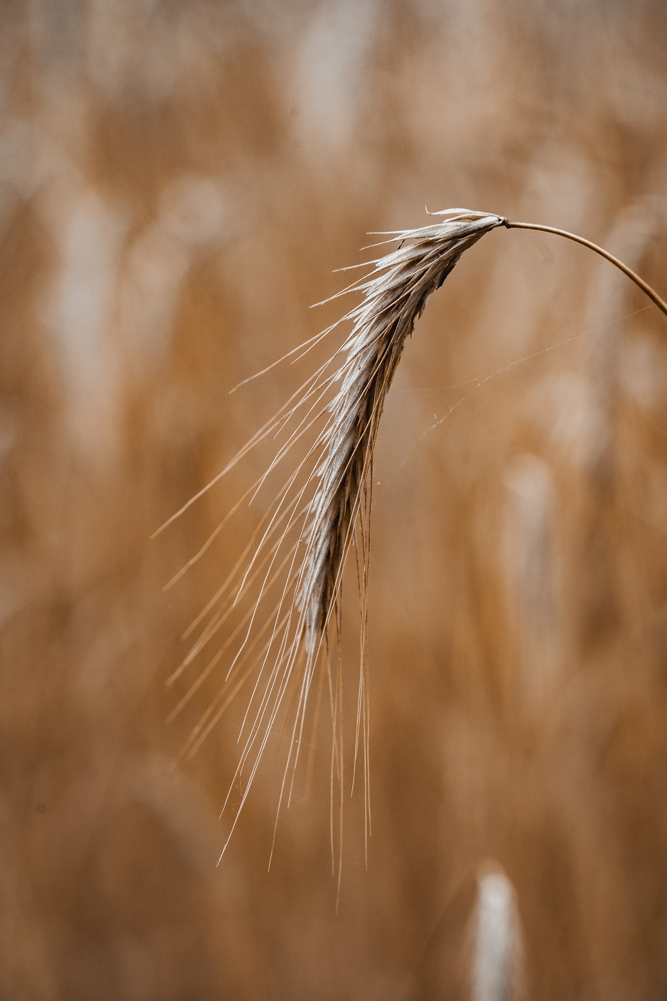 „Brot“ – Woran erkennt man gutes Brot?