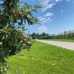 Radtouren am Bodensee präsentiert von www.schabel-kultur-blog.de