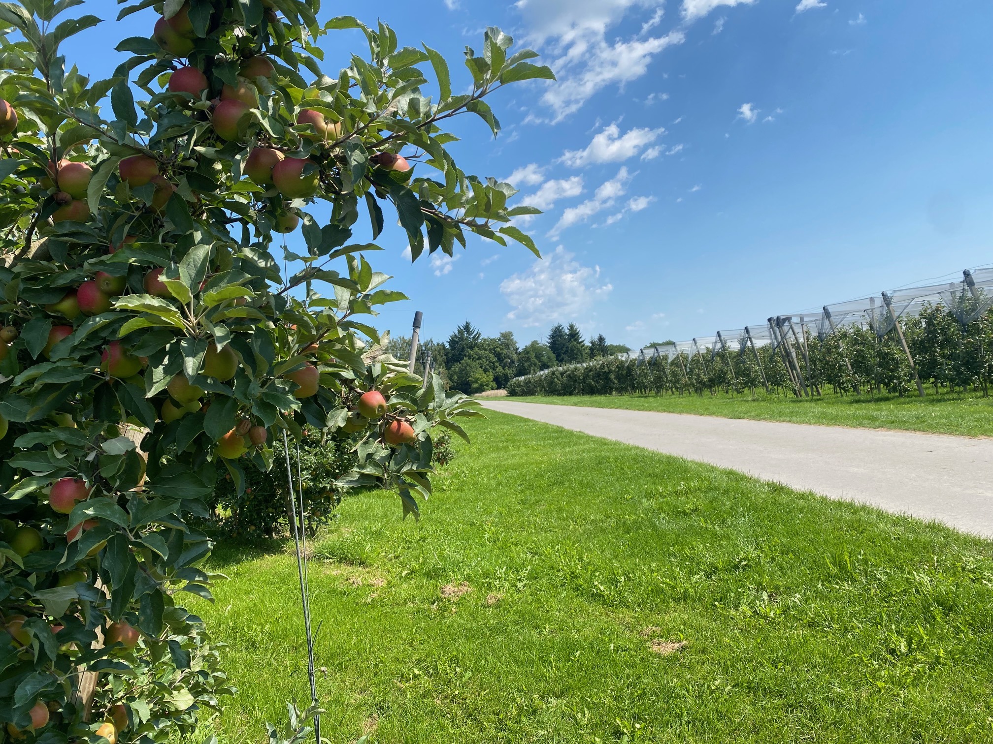 Radfahren am Bodensee 