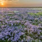 40 Jahre Natonalpark Schleswig-Holsteinisches Wattenmeer präsentiert von www.schabel-kultur-blog.de