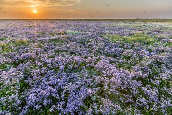Schleswig Holstein – Nationalpark Schleswig-Holsteinisches Wattenmeer gibt sich im 40. Jubiläumsjahr „jung, wild, dynamisch“ 