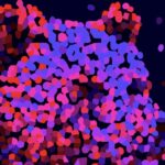 Plakat der 76. Berlinale präsentiert von www.schabel-kultur-blog.de