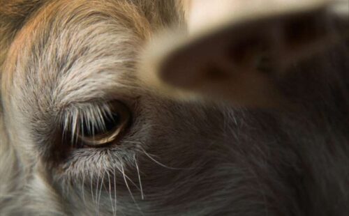 Eliza Petkova „Stille Beobachter“ 